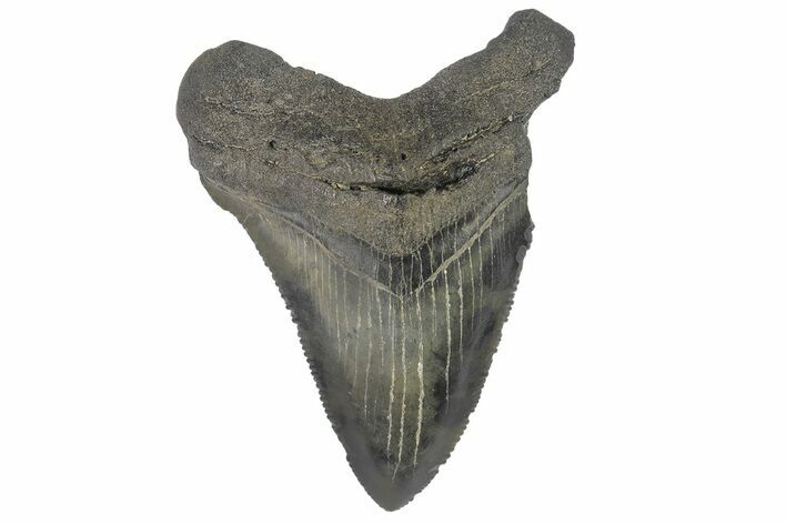 Serrated, Juvenile Megalodon Tooth - North Carolina #176196